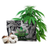 Canna Cotton import placeholder for 4322461614146